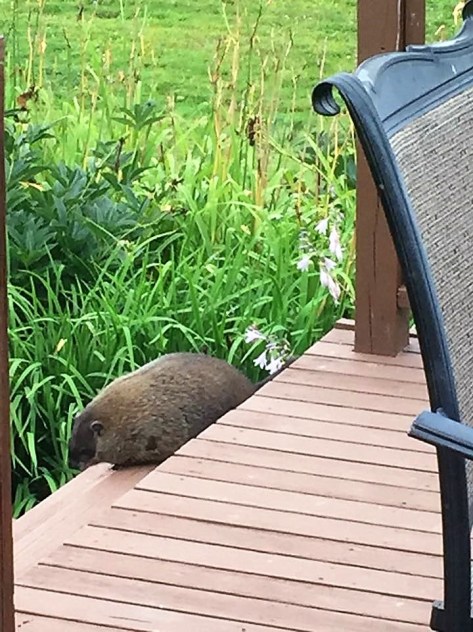 37688602_1794173970637340_8699515116279824384_n