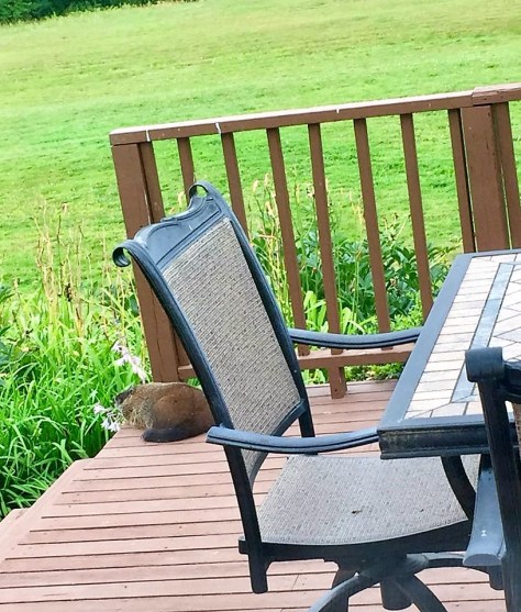 37814092_1794175093970561_2431079805978935296_n