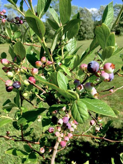 38392009_1808734195847984_8999100591393210368_n