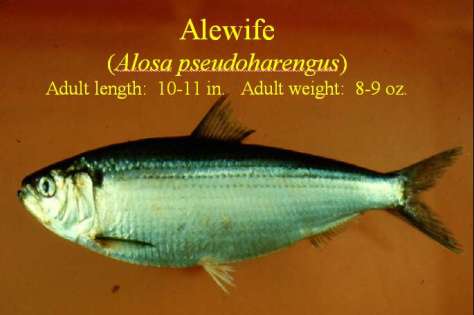 alewife_photo