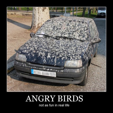 carquotes_angrybirds