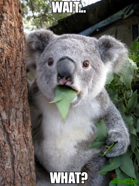 koala-eating-wait-what-meme