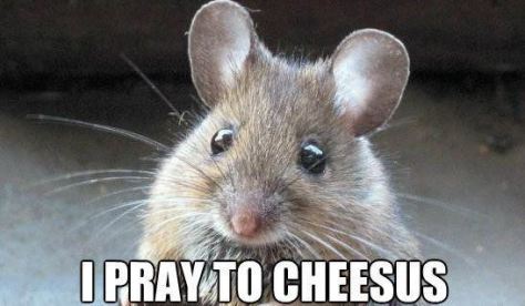 funny-cheese-meme