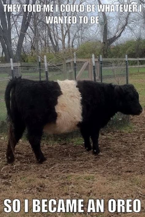 funny-pictures-animal-meme-they-told-me-i-could-anything-0201_zpsed891f1e