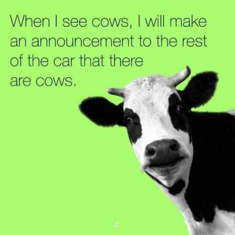 when-i-see-cows-i-will-make-an-announcement-to-the-rest-of-the-car-that-there-are-cows-nF9pX
