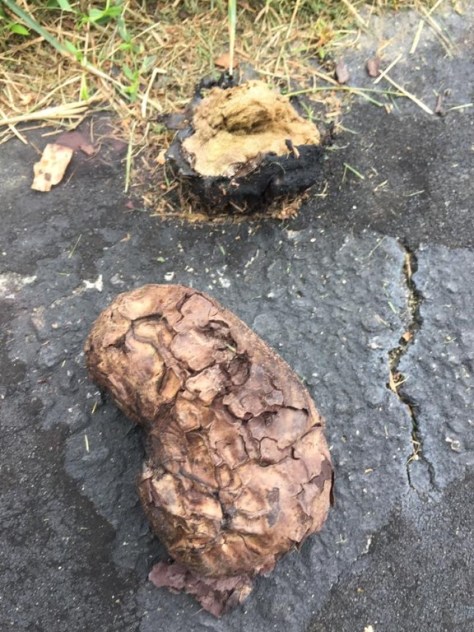 47386195_1976550972399638_3963677888430997504_n