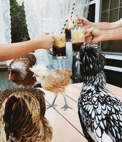 drinkingwithchickens-rootbeerfloats.jpg.653x0_q80_crop-smart