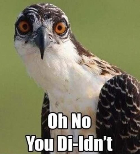 Oh-No-You-Di-Idnt-Funny-Bird-Meme-Image