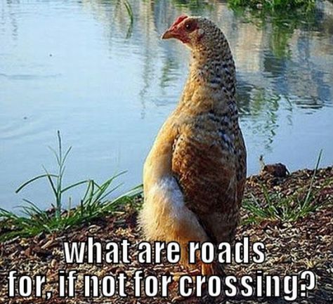 thoughtful-chicken-meme