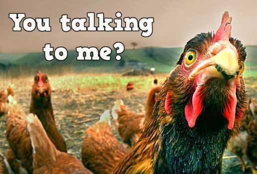 31-you-talking-to-me-chicken-with-an-attitude
