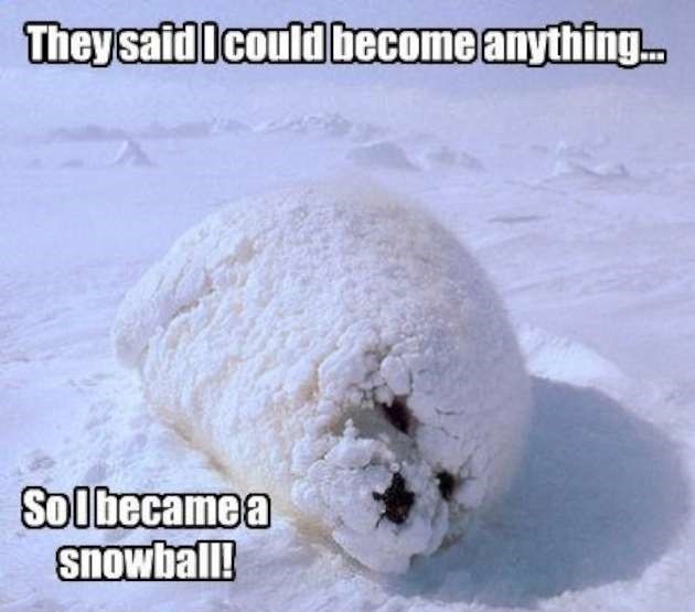 snowball-of-cuteness-W630