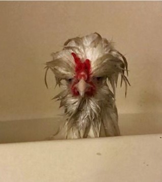 9a5119f6-he-looks-madder-than-a-wet-hen