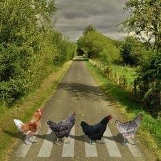 chicken-crossed-the-road-game-math-chicken-abbey-road-a-parody-of-the-abbey-road-but-chickens-taken-this-summer-on-the-road-up-from-in-mathpapa-exponents