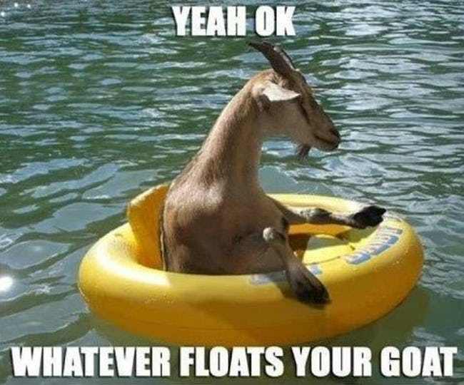 goats-are-amphibious-now-photo-u1