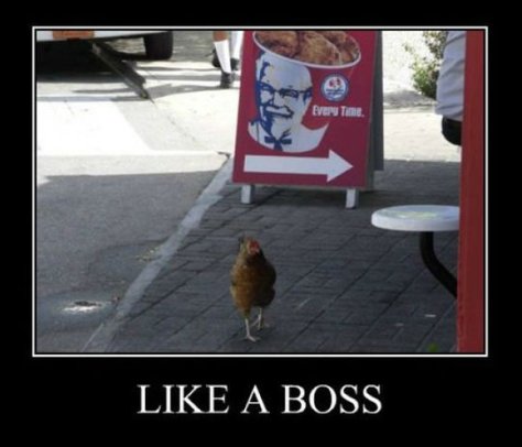 Like+a+boss+somebody+called+him+chicken_b7adcb_4165676