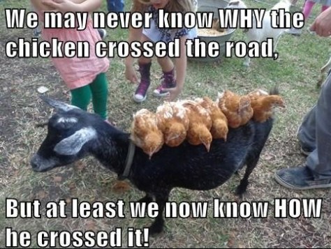 we-may-never-know-why-the-chicken-crossed-the-road-funny-meme-photo-1544396354p8c4l
