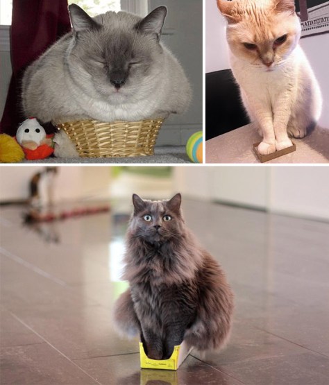 funny-cats-if-it-fits-i-sits-coverimage