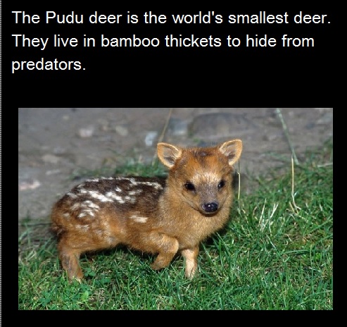 Pudu