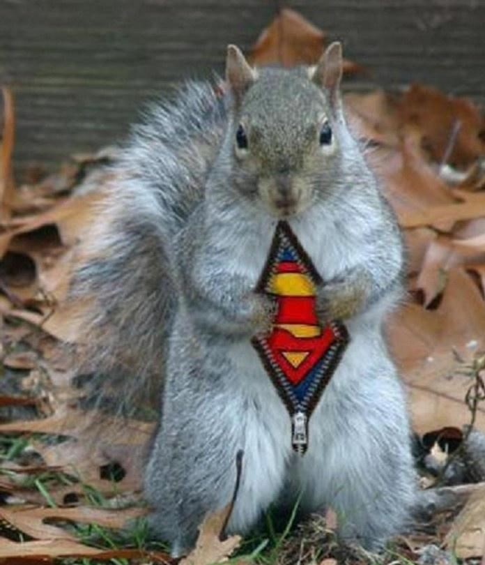 Super-Squirrel_o_27102