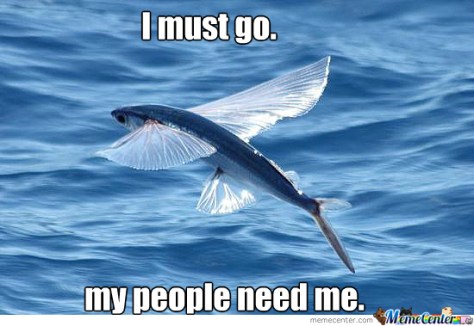 i-don-amp-039-t-give-a-flying-fish_o_1639057