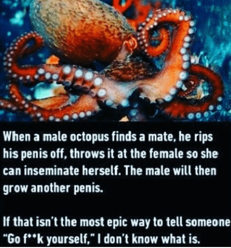 octopus