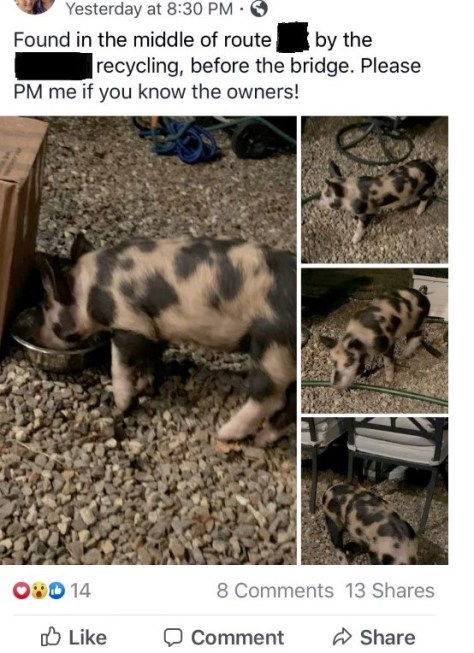 pig