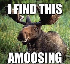 5756d6cf645538b8ab531fce8fc01942--funny-moose-nature