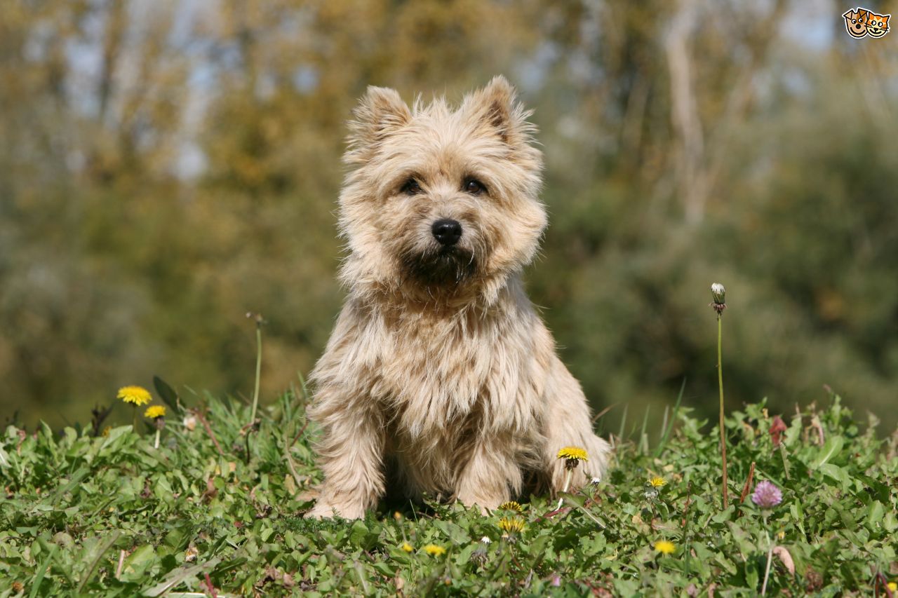 cairn-terrier-or-westie-whats-the-difference-between-the-two-breeds-59661e8f1412c