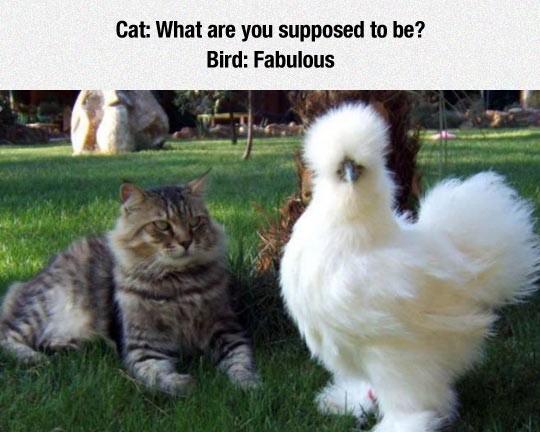 funny-cat-fluffy-bird-fabulous