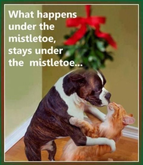 292238-What-Happens-Under-The-Mistletoe-Stays-Under-The-Mistletoe