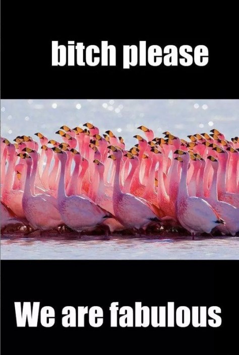 text-bitch-please-we-are-fabulous