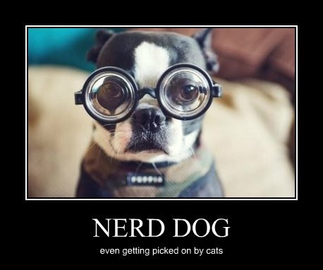 nerd-dog