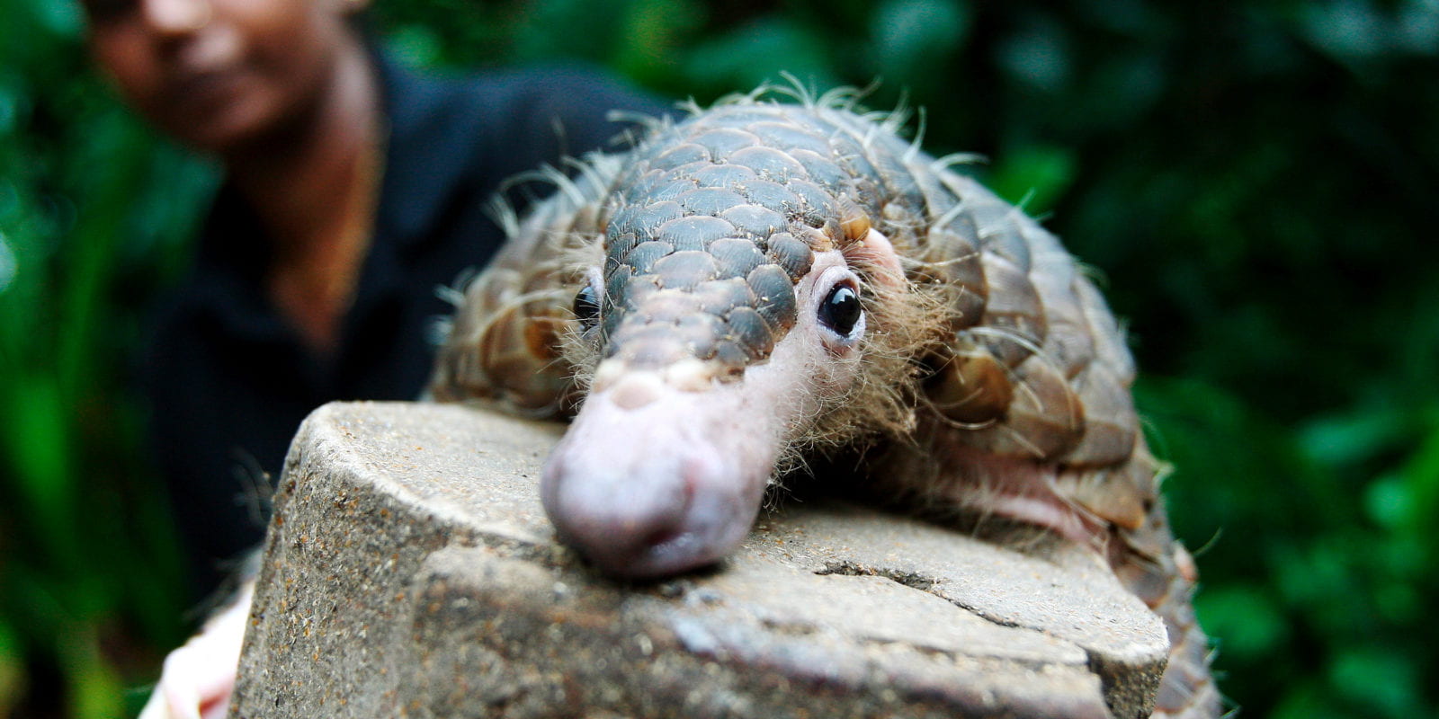 bruwer-wildGlobal-2-1-1600x800-1