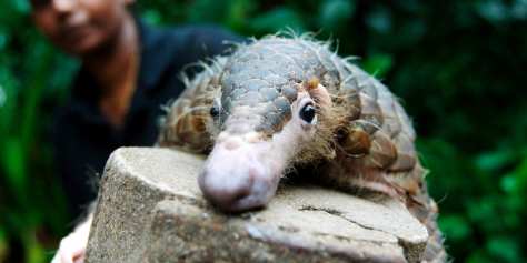 bruwer-wildGlobal-2-1-1600x800-1