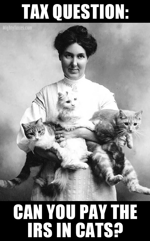 tax_day_meme_cats