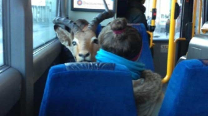 The great goat escape.