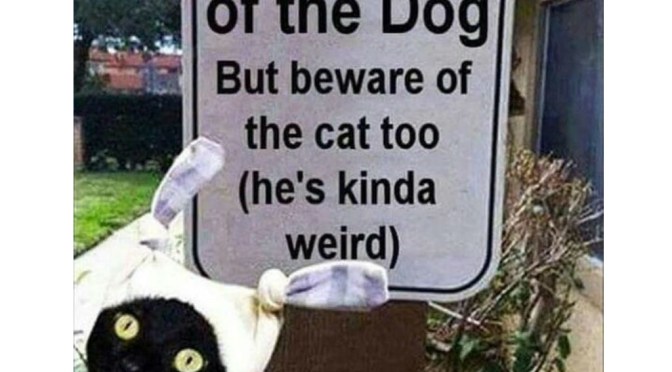 Weirdo products? I’m your girl.