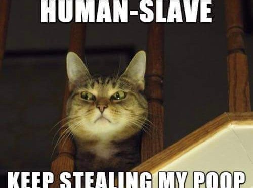 I will win. Or die trying….