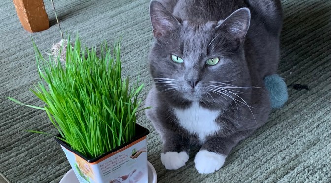 Chew this, not that.