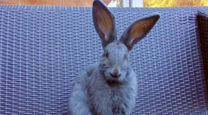 Of tables, poorly placed rabbits and disappointing food.