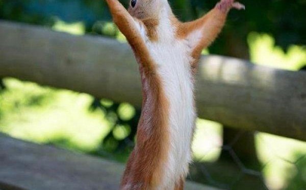 Neighbors be crafty.