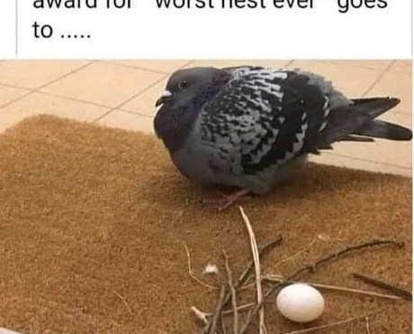 I blamed the wrong critter.