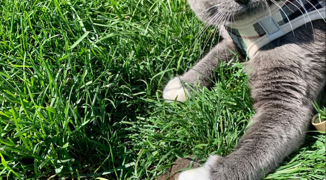 The great white (grey) hunter.