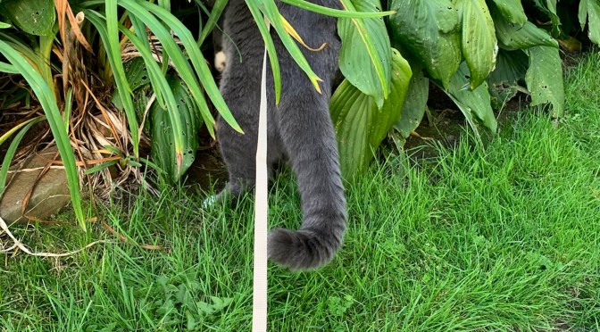 Walking the cat and a demonic barn.