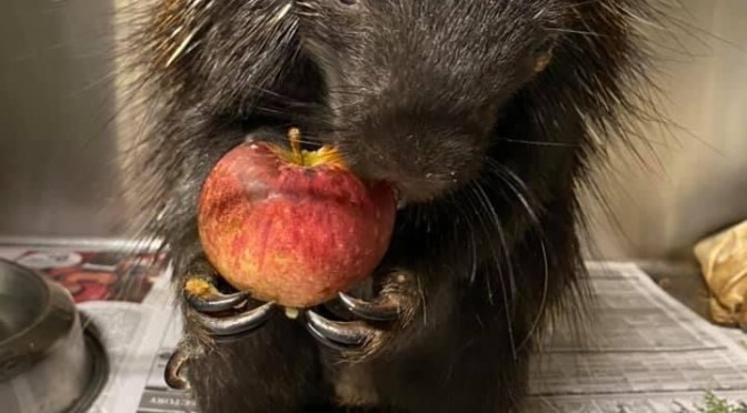 Of porcupines and bloggers who attempt to copy their look.