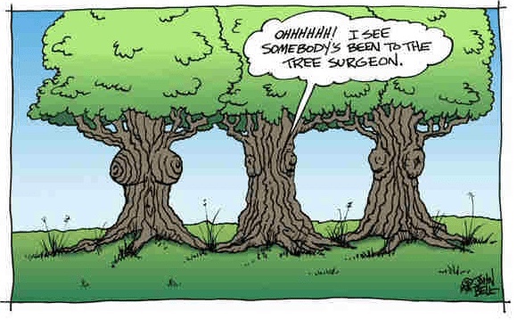 Even trees need a haircut.