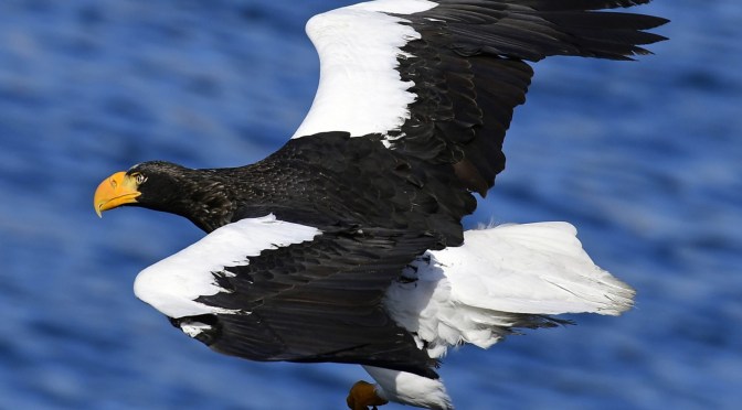 Even birds get lost now and then.