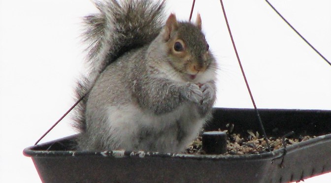 Squirrelly goodness