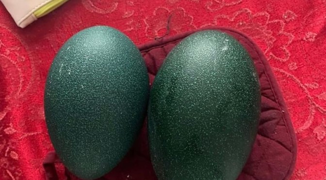 Of icicles and emus.