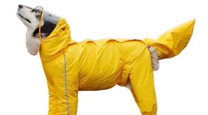 I think I speak for all dogs..